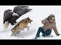 The man helped the eagle to survive, and 30 years later the eagle saved him from the wolf!