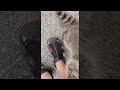Happy Pet Raccoon Greets Owner after Wilderness Vacation || ViralHog