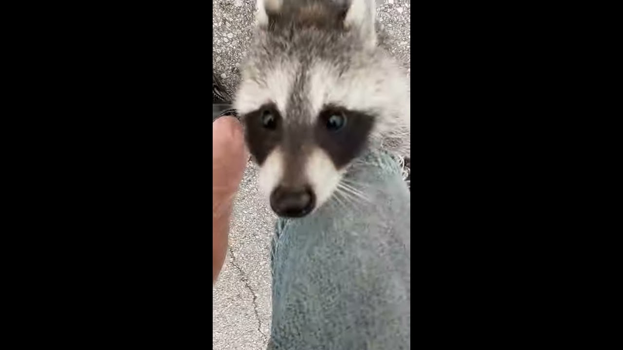 Happy Pet Raccoon Greets Owner After Wilderness Vacation ViralHog
