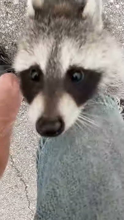 Happy Pet Raccoon Greets Owner after Wilderness Vacation || ViralHog