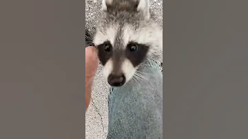 Happy Pet Raccoon Greets Owner after Wilderness Vacation || ViralHog