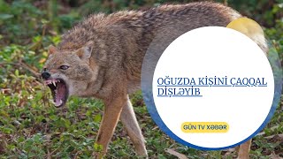Oğuzda Kişini Çaqqal Dişləyib