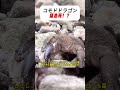 コモドドラゴン、窒息死!? #コモドドラゴン #野生動物 #自然の恐怖 #生態観察 #衝撃映像