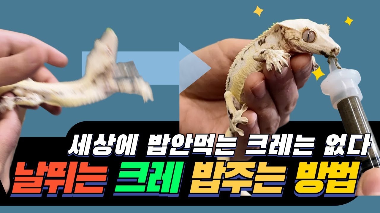 초!예민 크레를 모셨습니다. (크레스티드게코 피딩 방법, 거식 크레 피딩 방법, 예민한 날뛰는 크레스티드게코 핸들링 방법)
