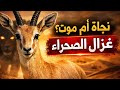 هذا الغزال يعيش بدون ماء تعرف على غزال دوركاس