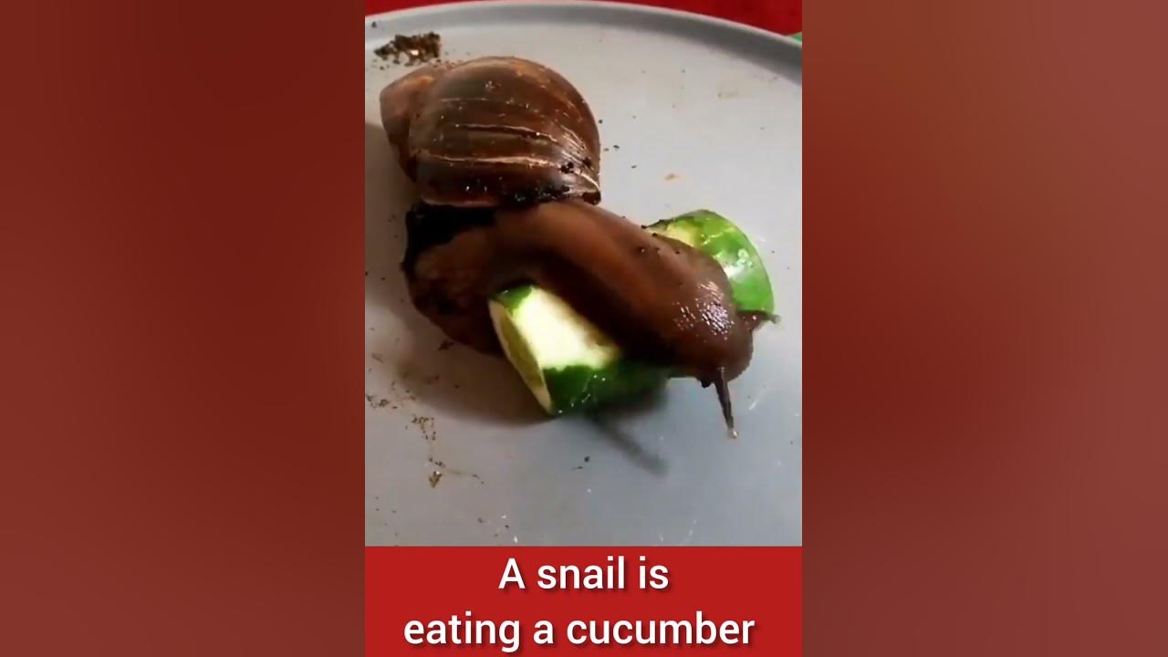 A snail is eating cucumber YouTube