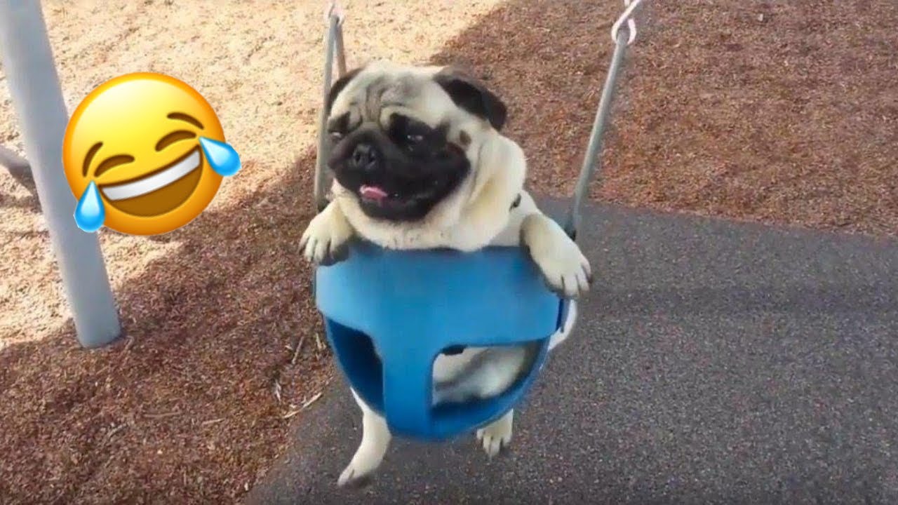 BEST COMPILATION OF FUNNY ANIMALS 2020 YouTube
