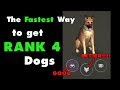 The Fastest Way to get Rank 4 Dogs in Last Day on Earth Survival. LDOE Puppy Food