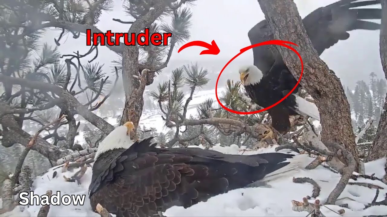 Jackie Defense on Nest Intruder Saving her Eggs