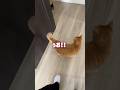 帰宅したら猫がいなくて心配していたらこうなりました...【とらまる】