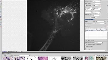 Photometrics Advanced Camera Feature: Evolve 512 Delta SMART Streaming in NIS Elements