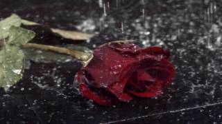 Футаж(Роза под дождём)-Плейлист разное. видео заставка -розы,розы футаж