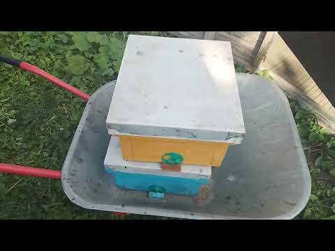 Пасека 14 сентября Нуклеусы