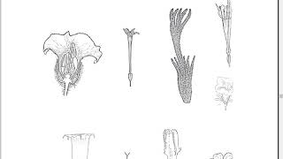 Guía de botánica sistemática, fundamentos para su estudio pdf sin audio 17_05_2019 1_59_11 am 335mb