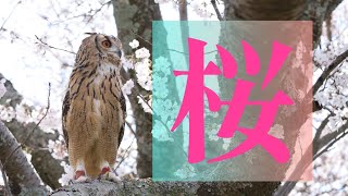 Spring owl wishes for peace