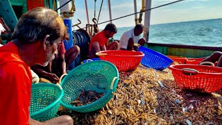 Catching Shrimp Straight from the Sea|വാ മക്കളെ കടലിൽ പോയി പൂവാലൻ ചെമ്മീനെ പൊക്കിയിട്ട് വരാം