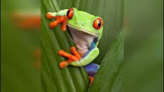 KOTOL & Schanron feat. ALEX - Red-Eyed Tree Frog