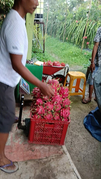 Berkunjung ke senior untuk memotivasi diri #kebunbuahnaga #petanibuahnaga #shorts