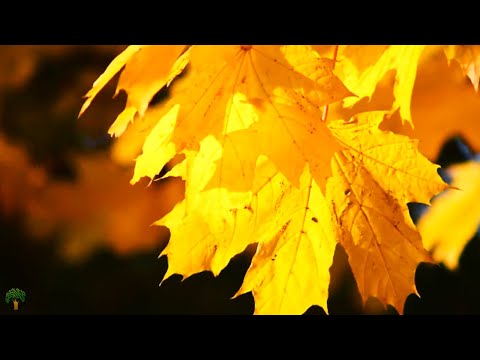 Autumn sounds | Windy forest, Bird sounds, Soothing sounds | Loneliness, Autumn walk