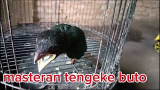 Download Lagu masteran tengke buto MP3