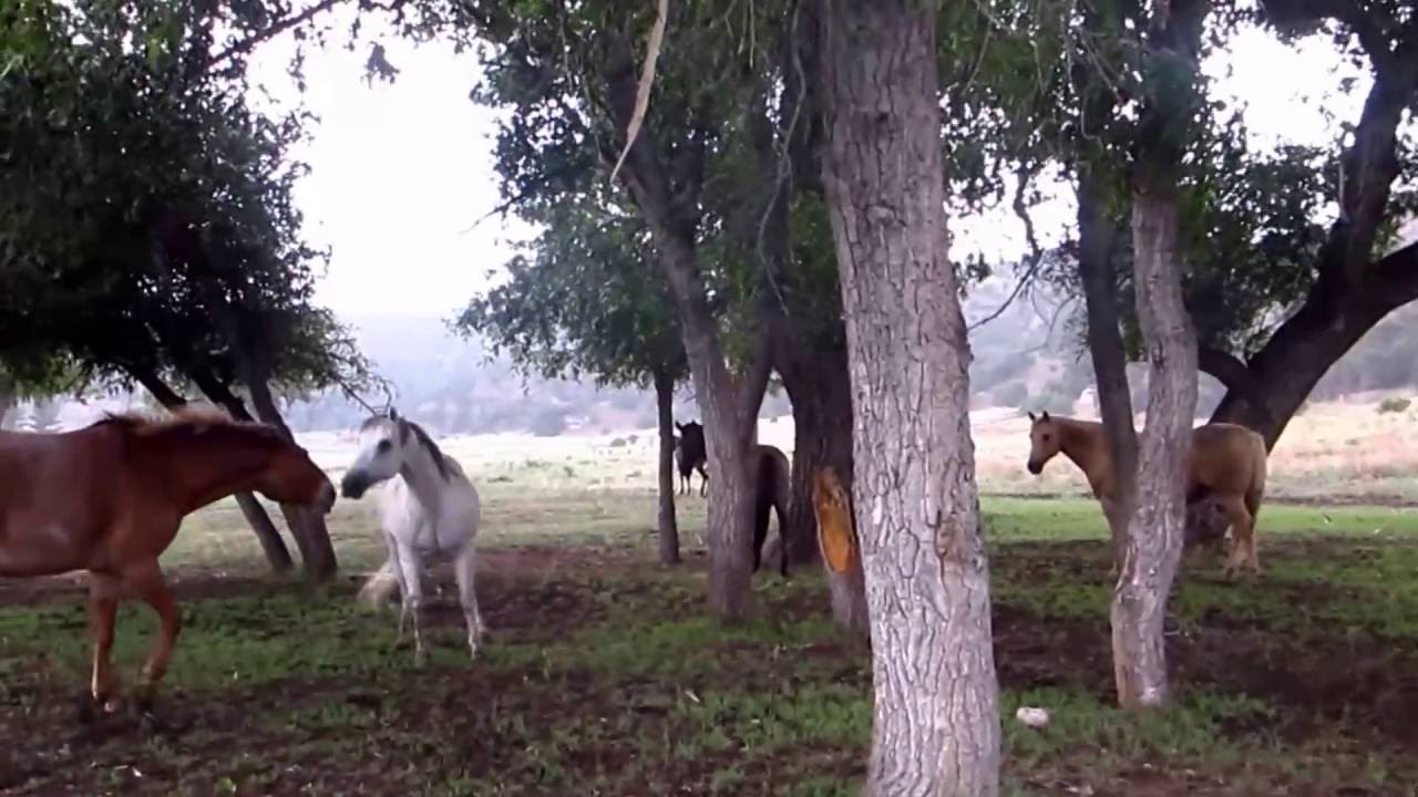 Geronimo Trail Guest Ranch: Horses Playing