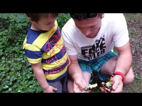 Video: Kako Gojiti Gnojne Hrošče Koprinus - Malo Znane Užitne Gobe