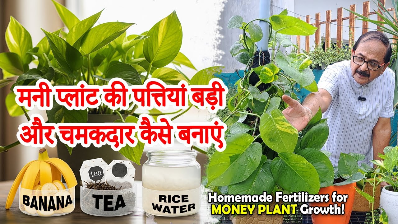 Money Plant की ग्रोथ कैसे बढ़ाये: Grow Big, Bushy & Shiny Leaves I Money Plant Growth Hacks