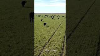 Shorts: Grazing Cattle obsured by Drone