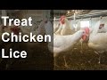 Best way to treat lice or mites on chickens