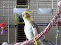 Cockatiel Singing Jingle Bells