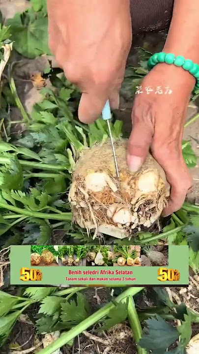 Benih Seledri Palapa