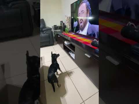 DOG SINGING PAVAROTTI!