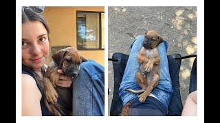 Puppies at Rainbow Hill Farm - July 2024