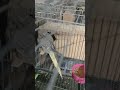 ذكر الكوكتيل بيجهز العش 