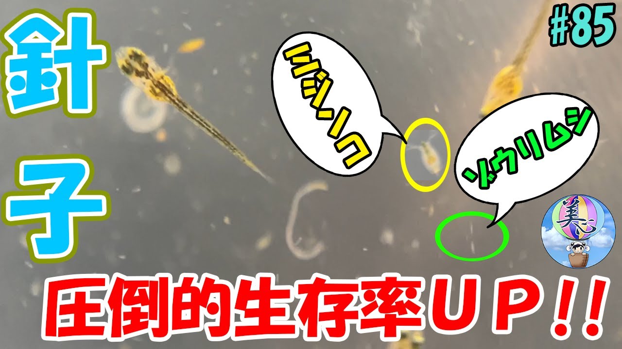 針子育成パーフェクトガイド♪【圧倒的生存率】＃８５ ～美心めだか～