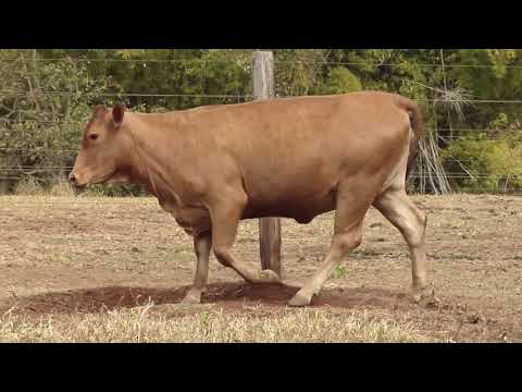 LOTE 37   AFS   0025