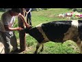 Забой быка 300 кг./slaughter of a bull 300 kg.