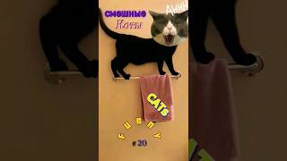 Funny animals #20😺  Funniest Cats and Dogs Videos #shorts #ytshorts #шортс #смешныеживотные #CatCute