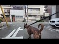 Heartwarming City Walk with My Hound-Like Chinese Rural Dog