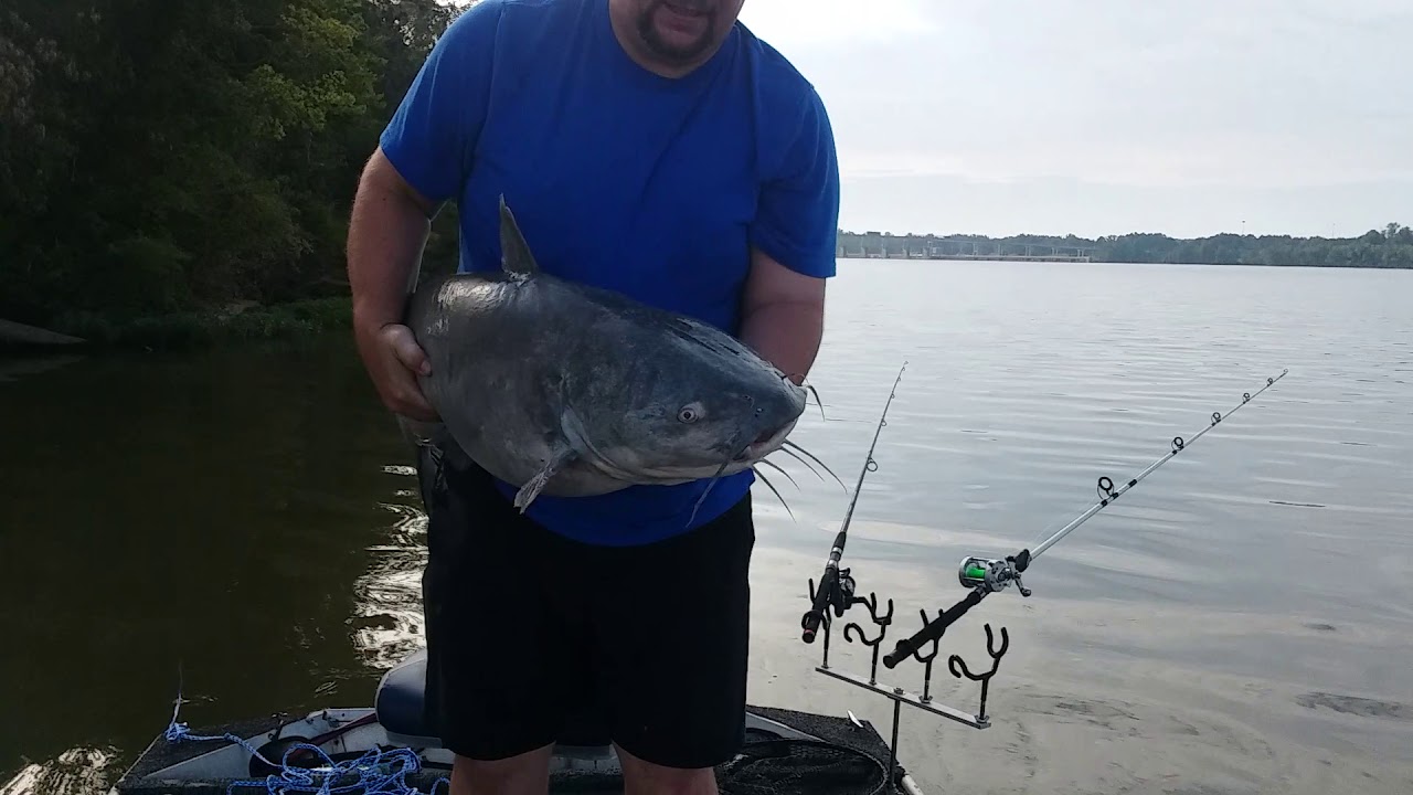 Blue Catfish Release 50lbs YouTube