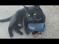 She She Attacks Bluetooth