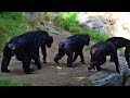 Chimp Troop Adventure