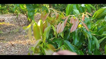 Một Tuần sau Kích Lộc Vải Thiều Lục Ngạn Liệu Có Mất Ăn Không I Núi Đồi Lục Ngạn