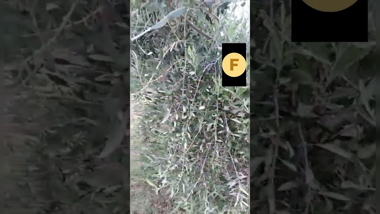 #فيرما#للببع  #بمراكش#ب25مليون - لاتصال. 0668761579