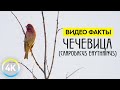 Птица ЧЕЧЕВИЦА - Интересные факты о животных - Познавательное видео 4К