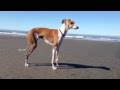 Italian Greyhound, Enzo running in Cannon Beach, Oregon