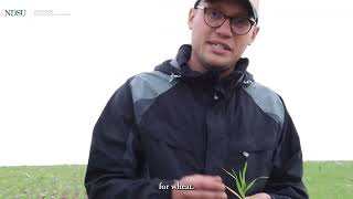 Nitrogen Deficiency in Wheat Crop