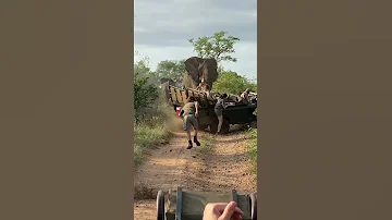 TEMBO MKUBWA AVAMIA WATALII THE BIG ELEPHANT INVADE THE TOURIST 