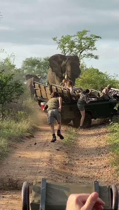 TEMBO MKUBWA AVAMIA WATALII/THE BIG ELEPHANT  INVADE THE TOURIST