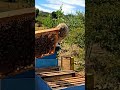 #Apicultura #Abejas #Colmena #Miel #Campo #shortsviral #shortsvideo